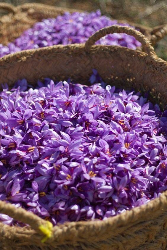سبدهای حصیری پر از گل بنفش زعفران